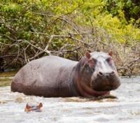 Hippo Mom and Baby